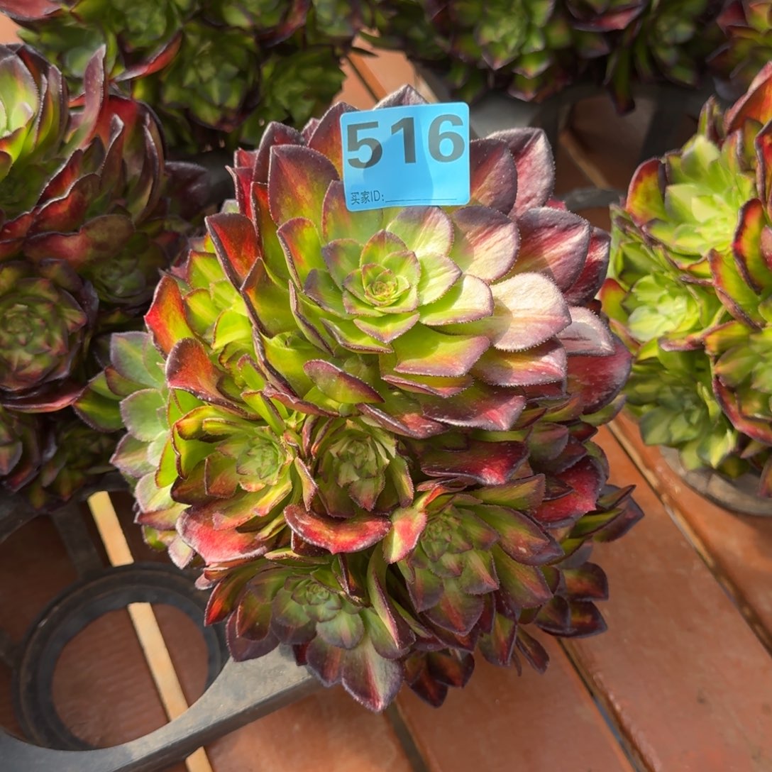 辉*516海王七彩寄养秋天发