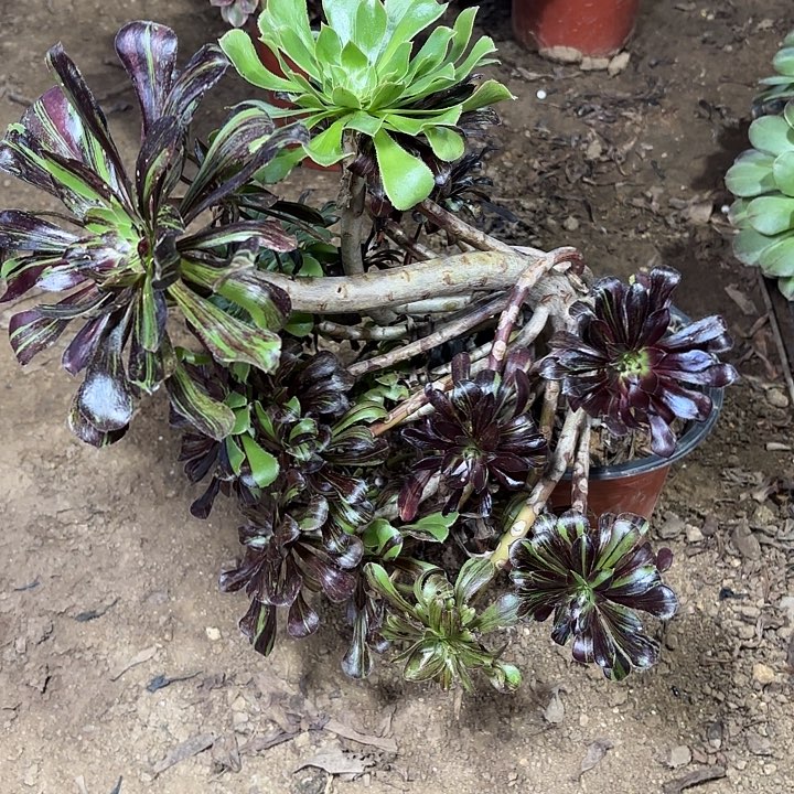 多肉植物水墨丹青20