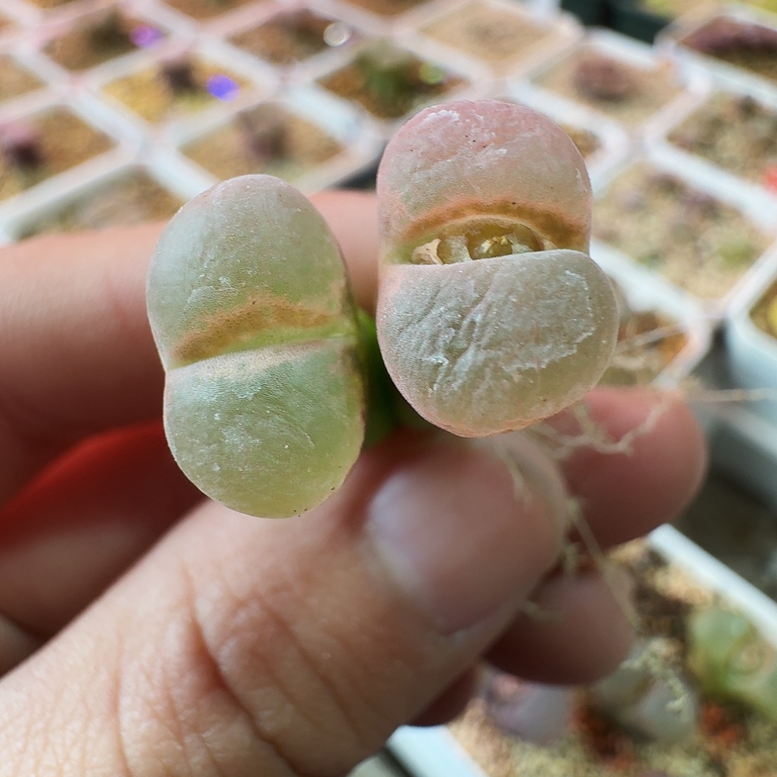 妙****多肉植物福利风铃136