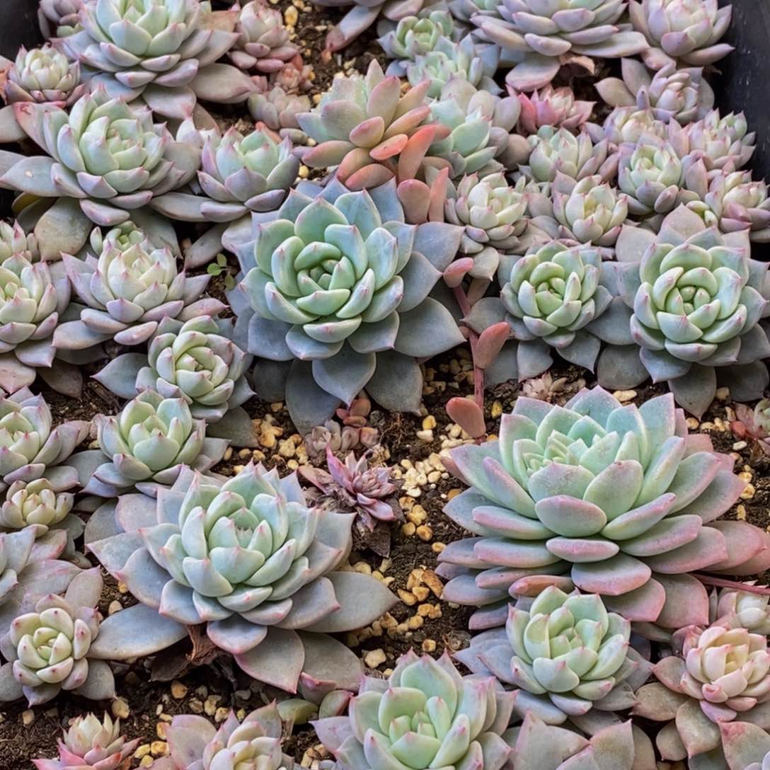 993的我是真的不知道你