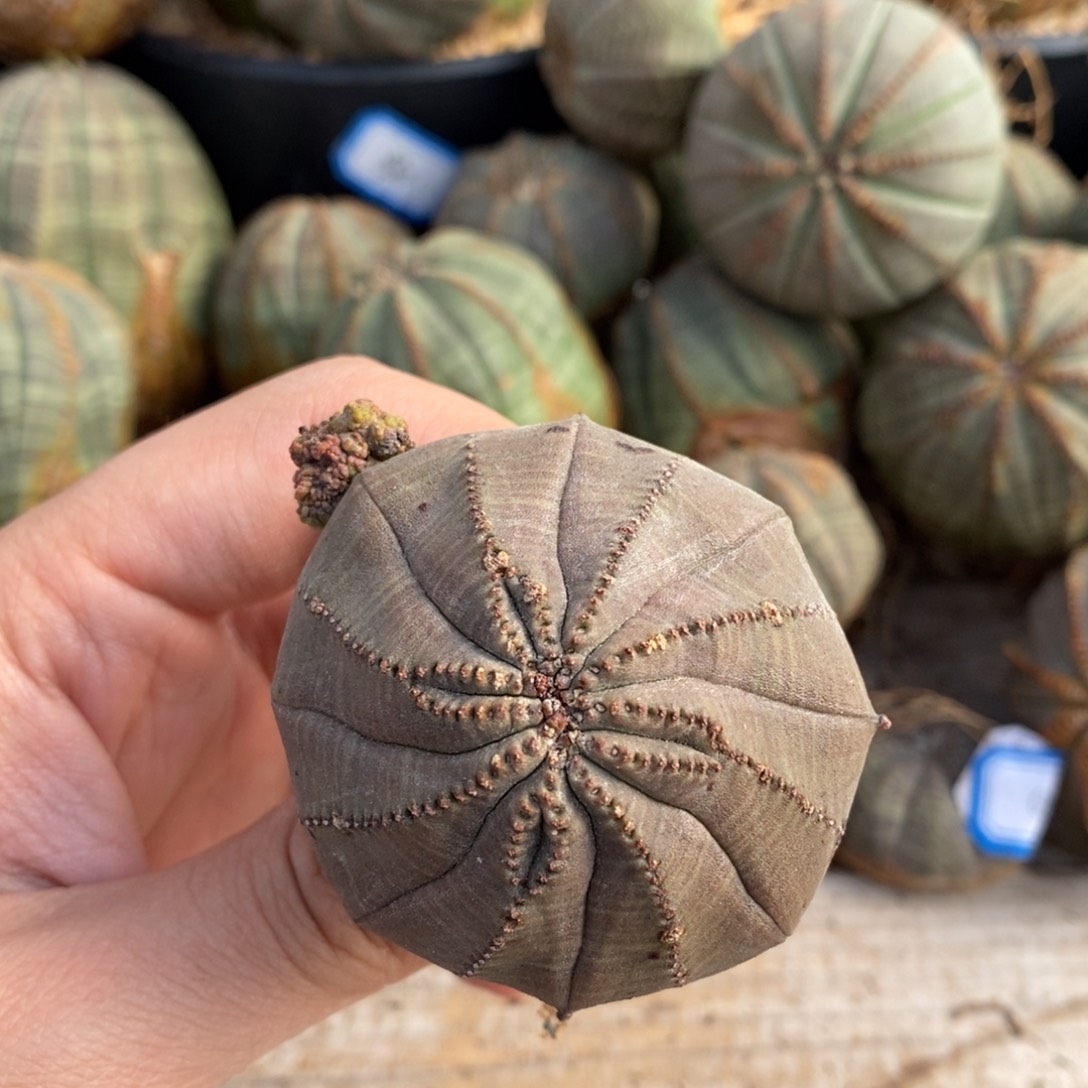 9 欧系实生布纹球多肉植物