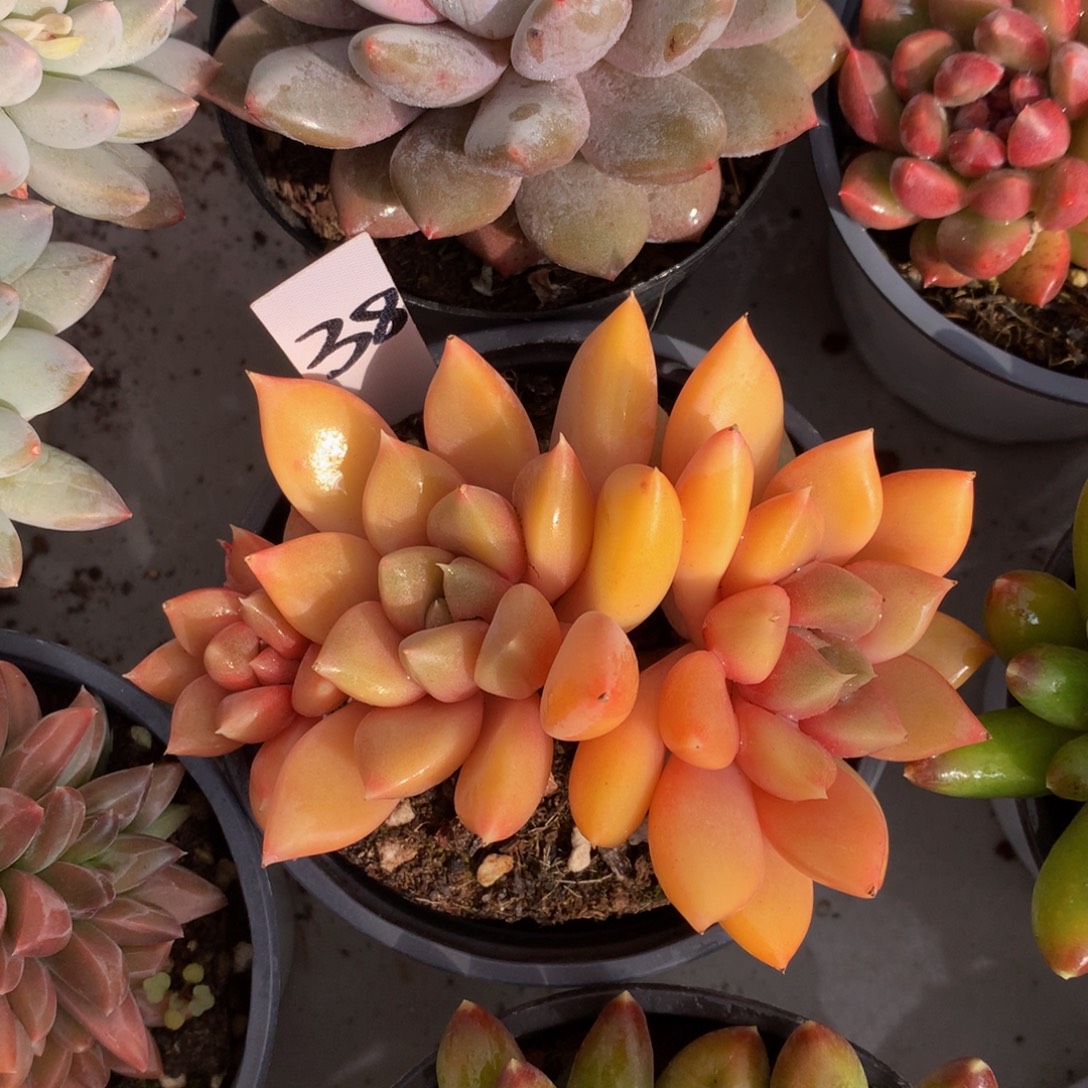 红象牙ywywywywywuwh