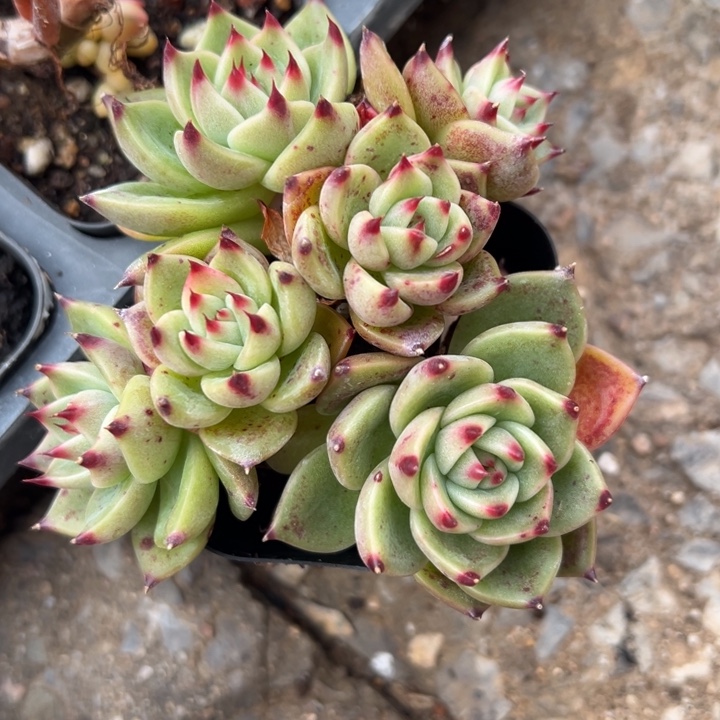 蓝龙散群多肉植物555