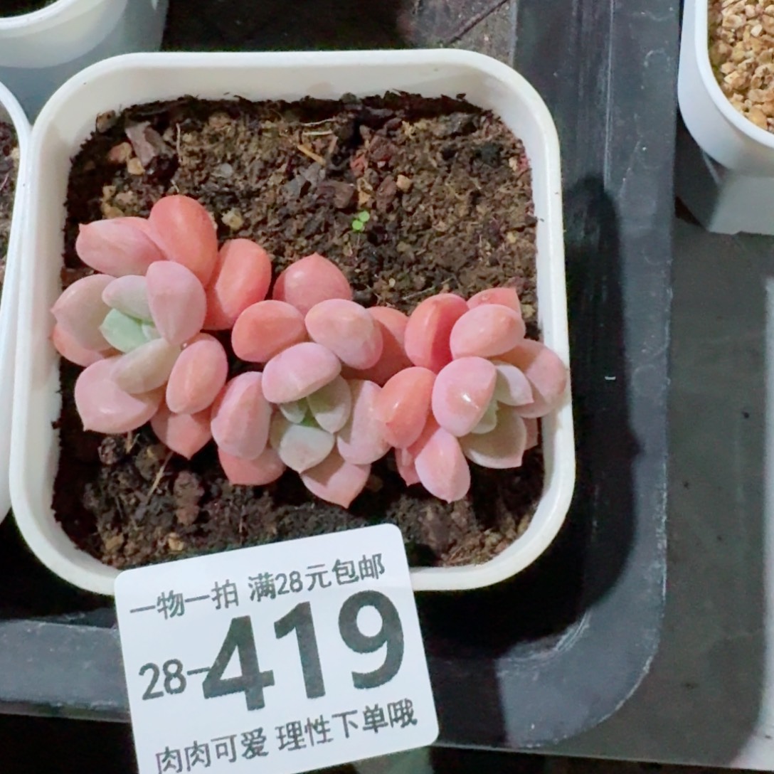 花斑鹿多肉无盆土发货无盆土发货无