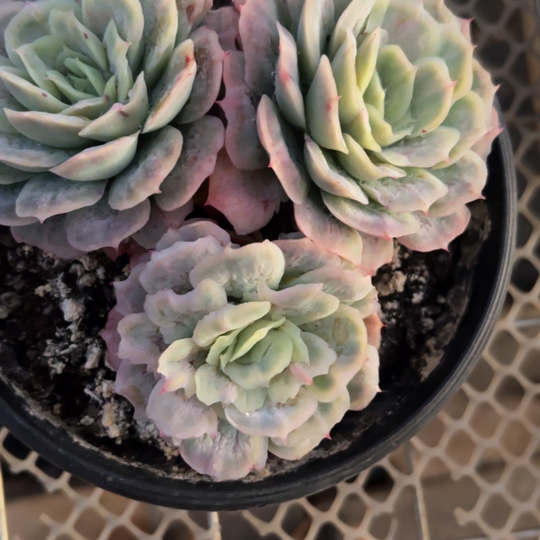 子***嫲哈哈哈哈宝贝宝贝宝贝宝贝你宝贝