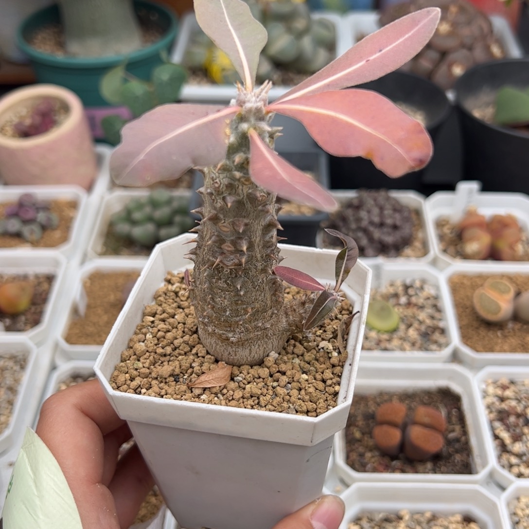 豆***吖0206号象牙宫 多肉植物