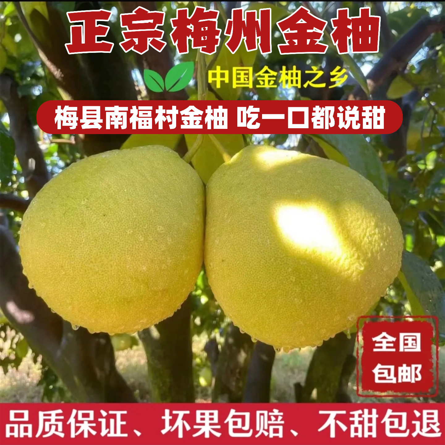 【精品果】广东特产正宗梅州金柚纯甜无酸白肉新鲜梅县柚子沙田柚