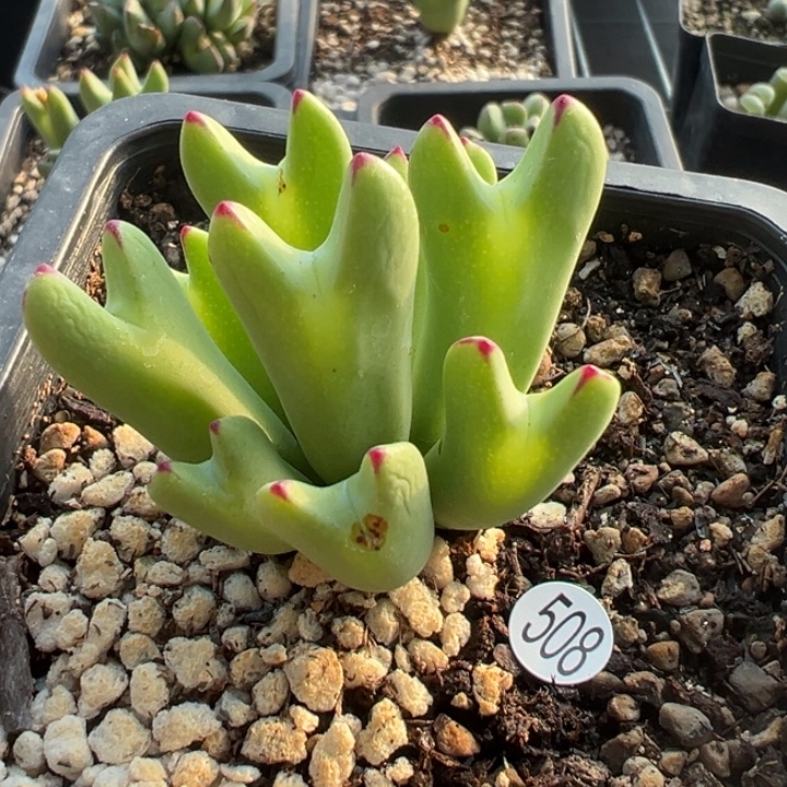 黄***朴508号1 这颗多肉有点好看