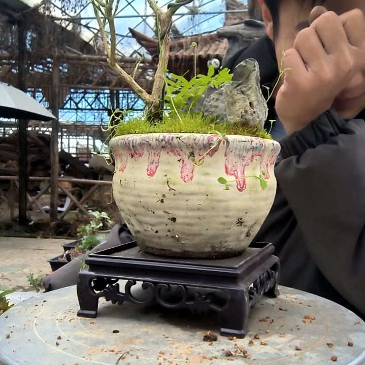 王小盆景小植物一物一拍175