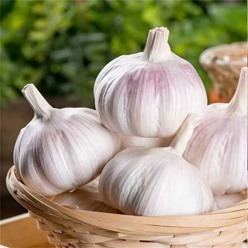 【3斤手挑果王】中牟农家自种紫白皮大蒜颗粒饱满蒜香味浓可吃可种