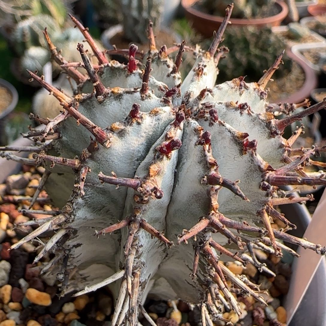 96脱土发 白衣 推荐