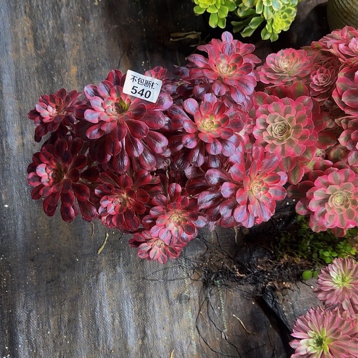 随*断枝处理1111