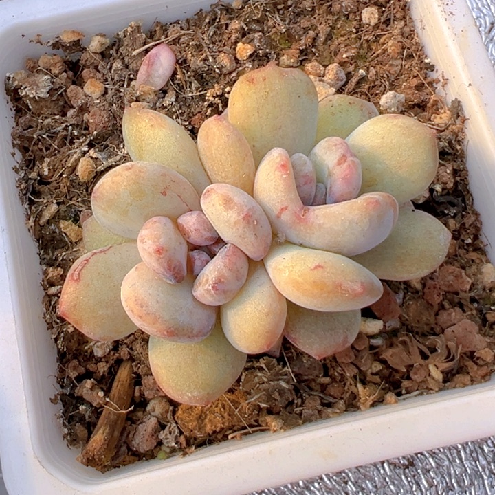 双头星影石化【一物一拍】香尔卉园艺