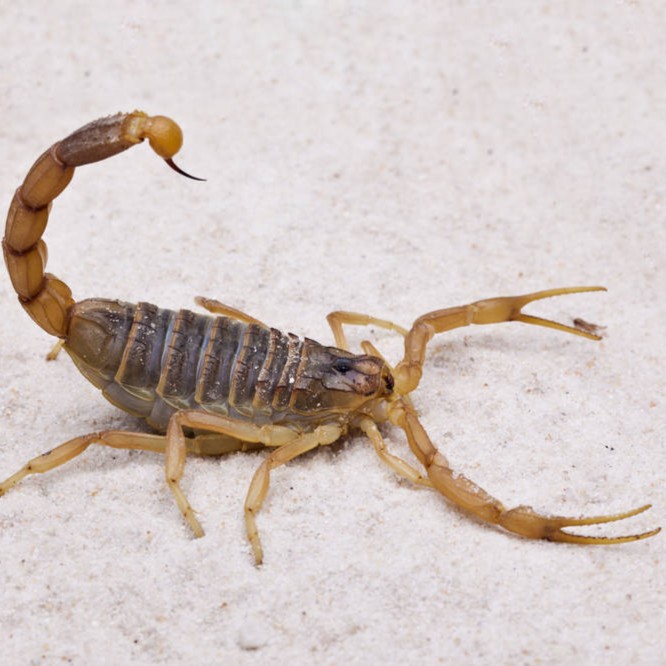 （肥妹妹甄选）农产品  竭子 干200只