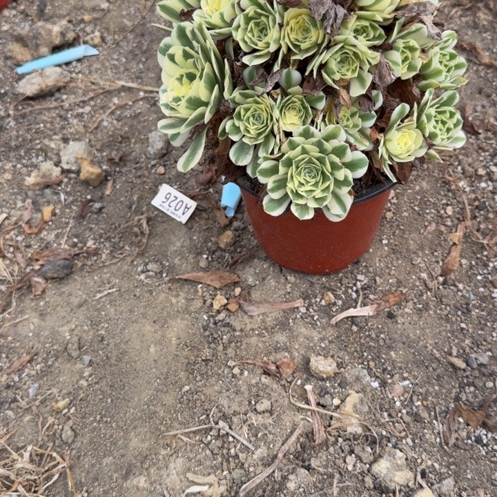 春***来寄养发货。 多肉植物