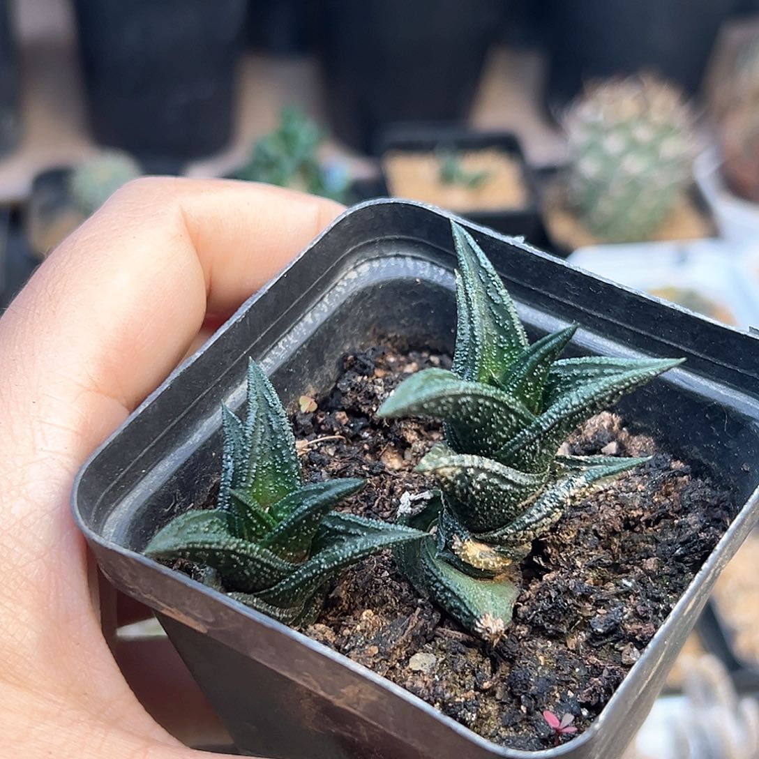 尼古拉一颗一颗一颗