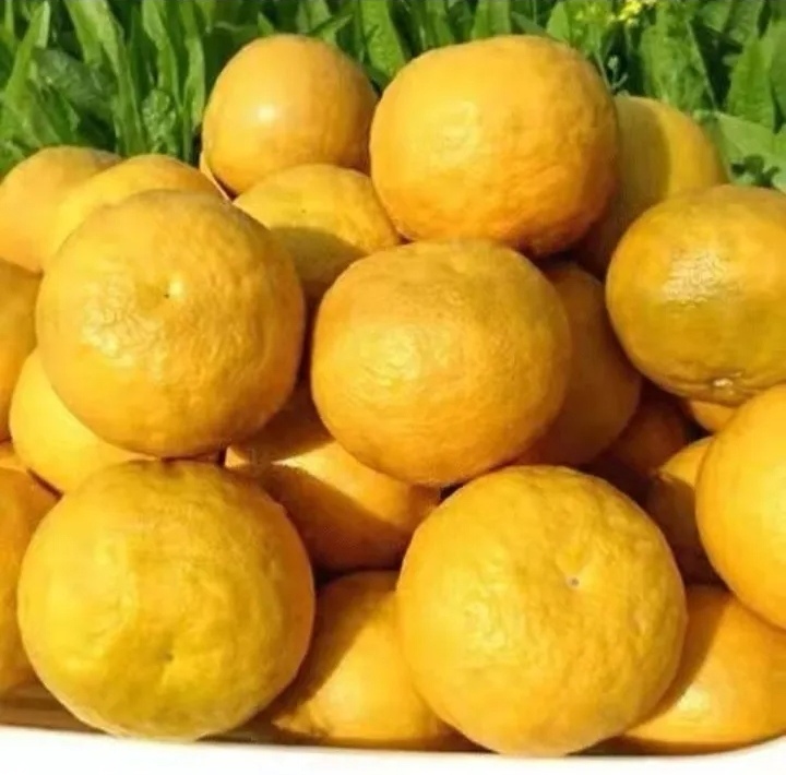 湖南湖北臭皮柑，抛柑，八成熟孕妇水果特酸新鲜现摘现发