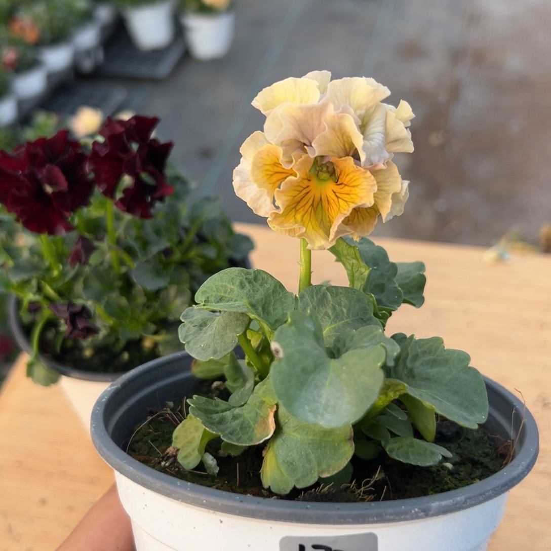 红陶抖音直播闪拍180