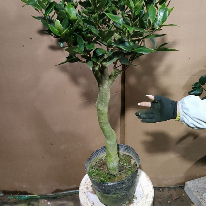 211紫五，原盆原土发货，不包邮