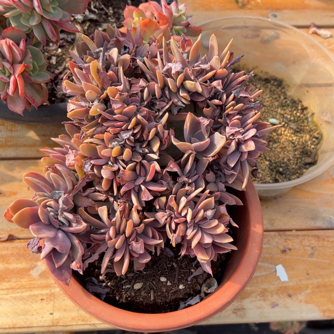 多肉太妃糖缀化【非偏远满18包邮】