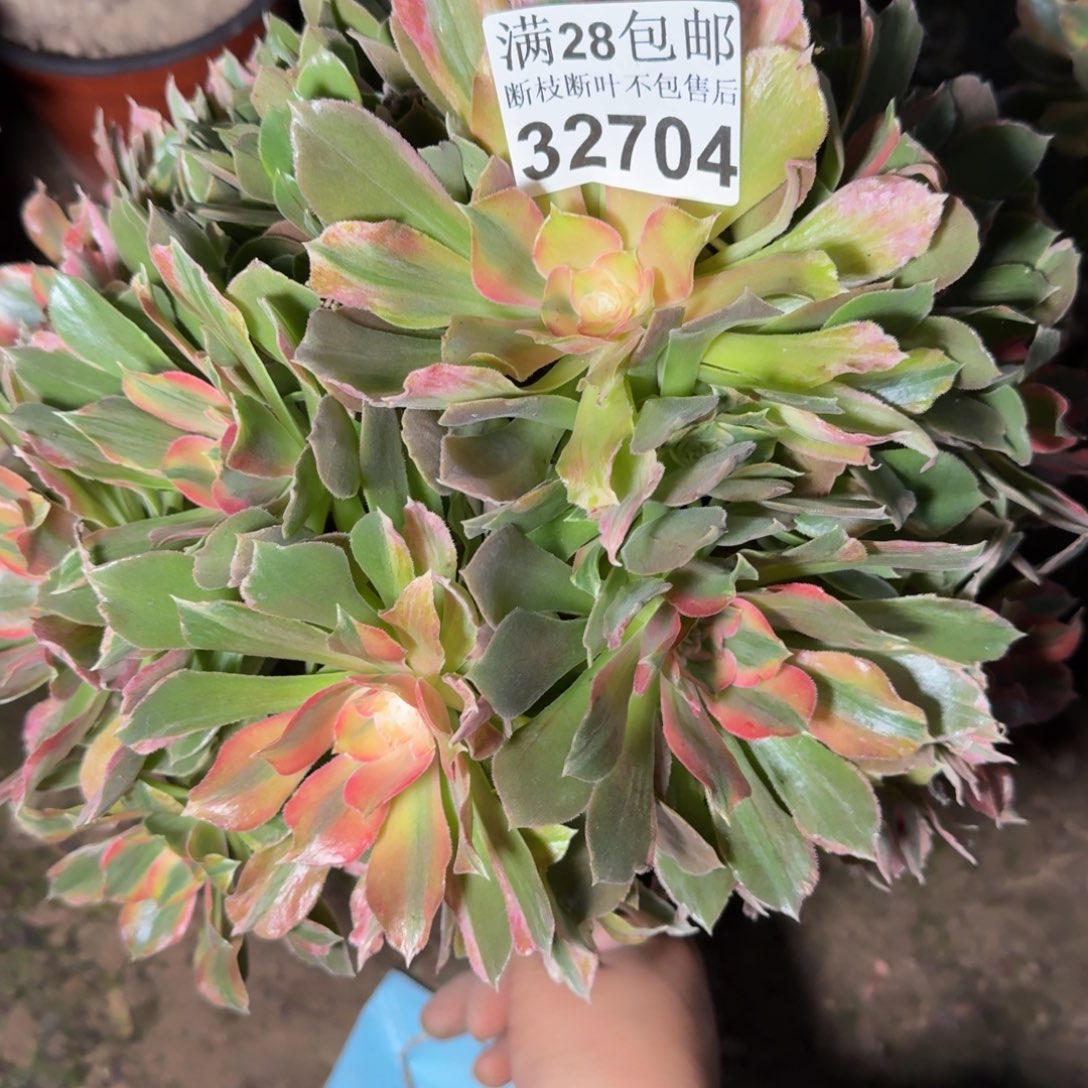32704七彩多肉植物