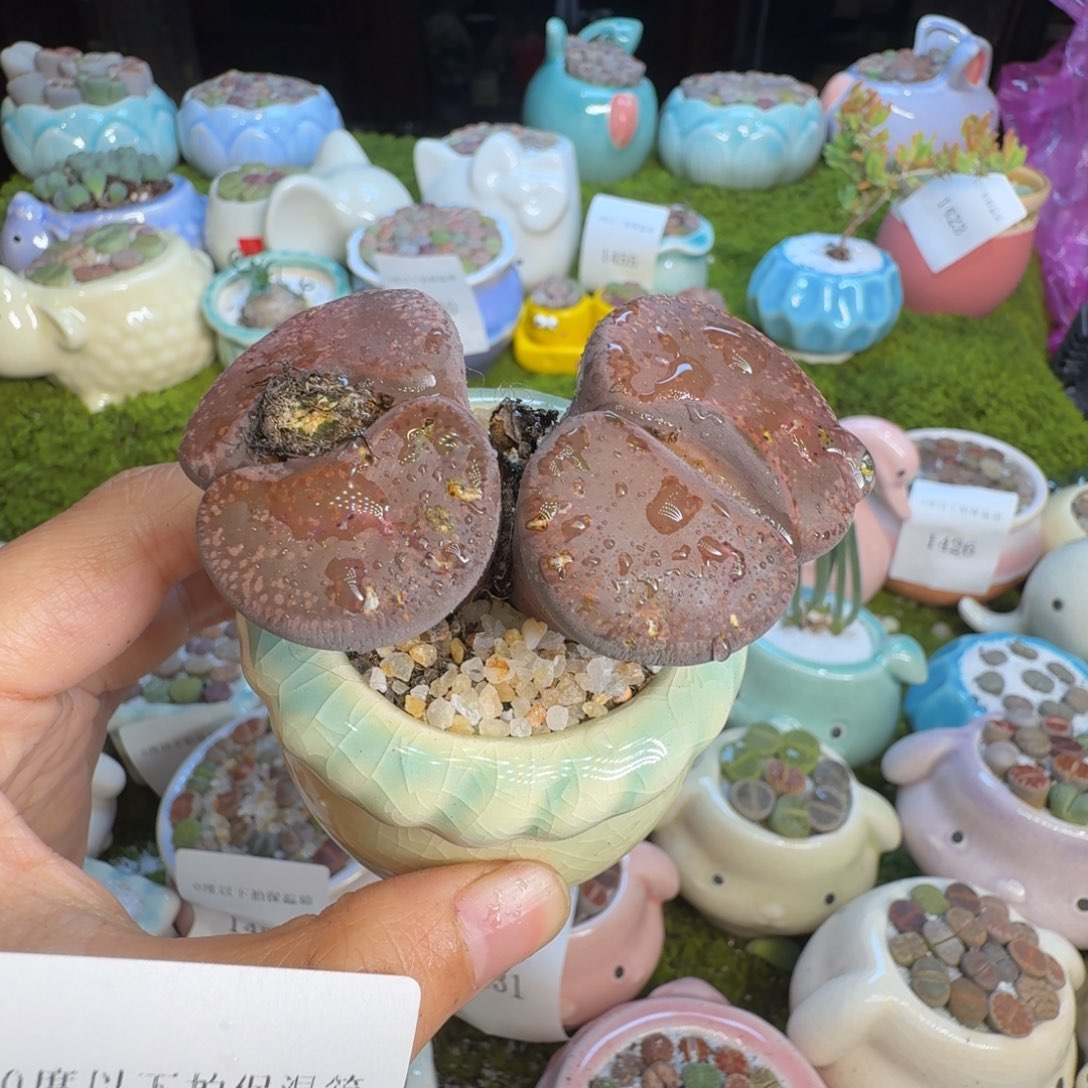 多肉植物福利冲1463