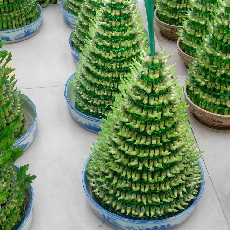 节节高富贵竹塔水培宝塔开运竹转运竹绿植好养活水养三层室内盆景