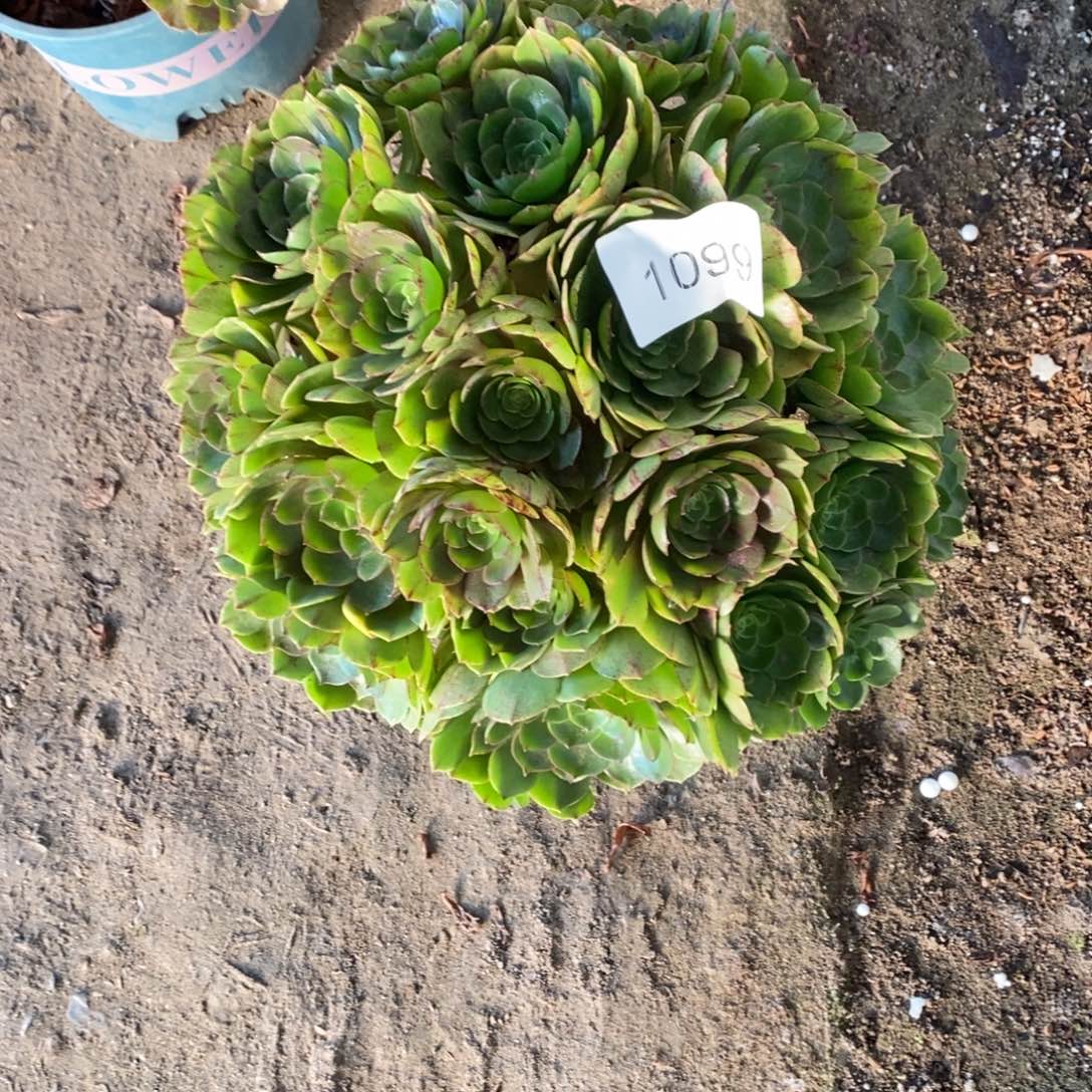 万拉丝多肉1099号万拉丝