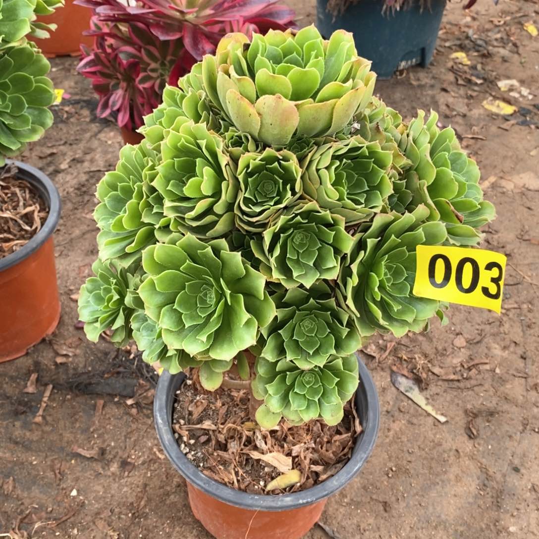 绿羊绒多肉法师003