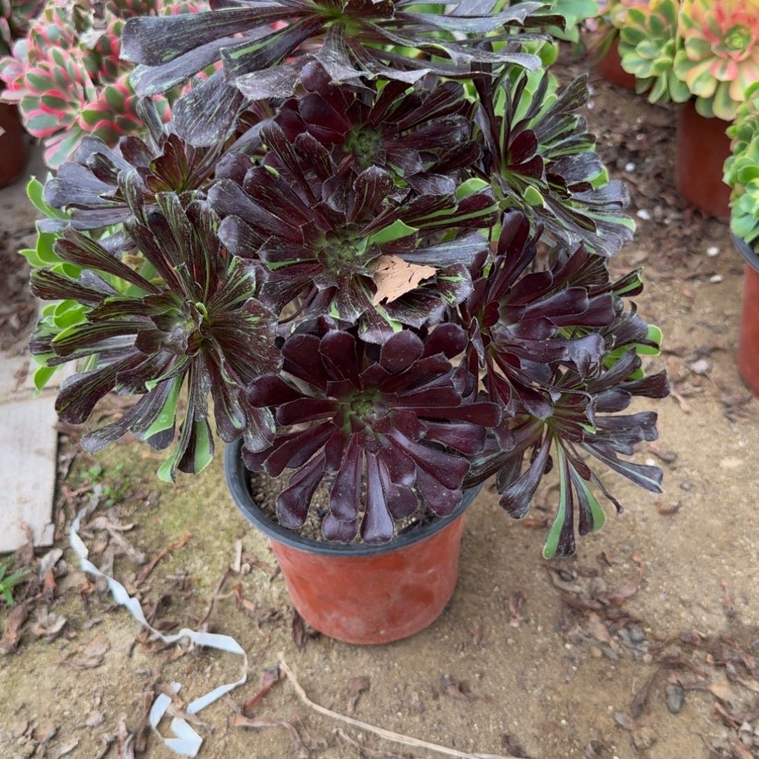 468水墨丹青。多肉植物