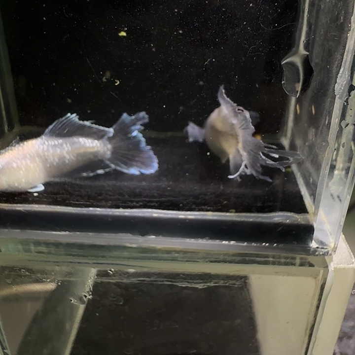 青鳉鱼一物一拍245