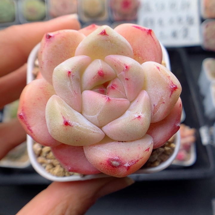 多肉植物。 糖心73