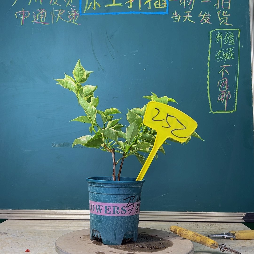 当前无花栽培后可以开花开播  双杆  马斯  252