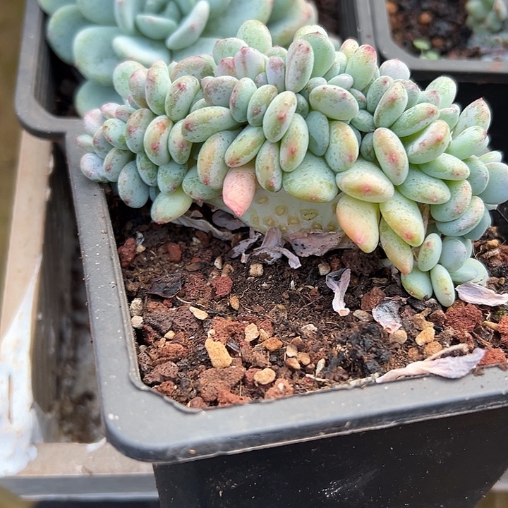 香香雪群生缀化多肉