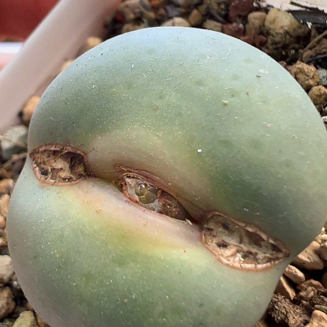 奶油大嘴 肉锥植物