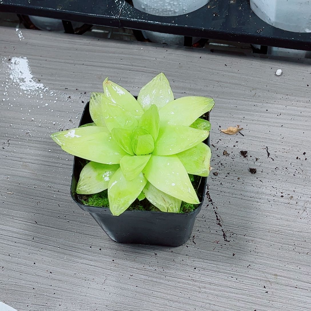 黄金玉露一勿一拍