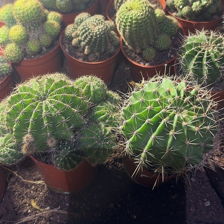 *****无花朵彩草哈哈哈哈哈哈哈