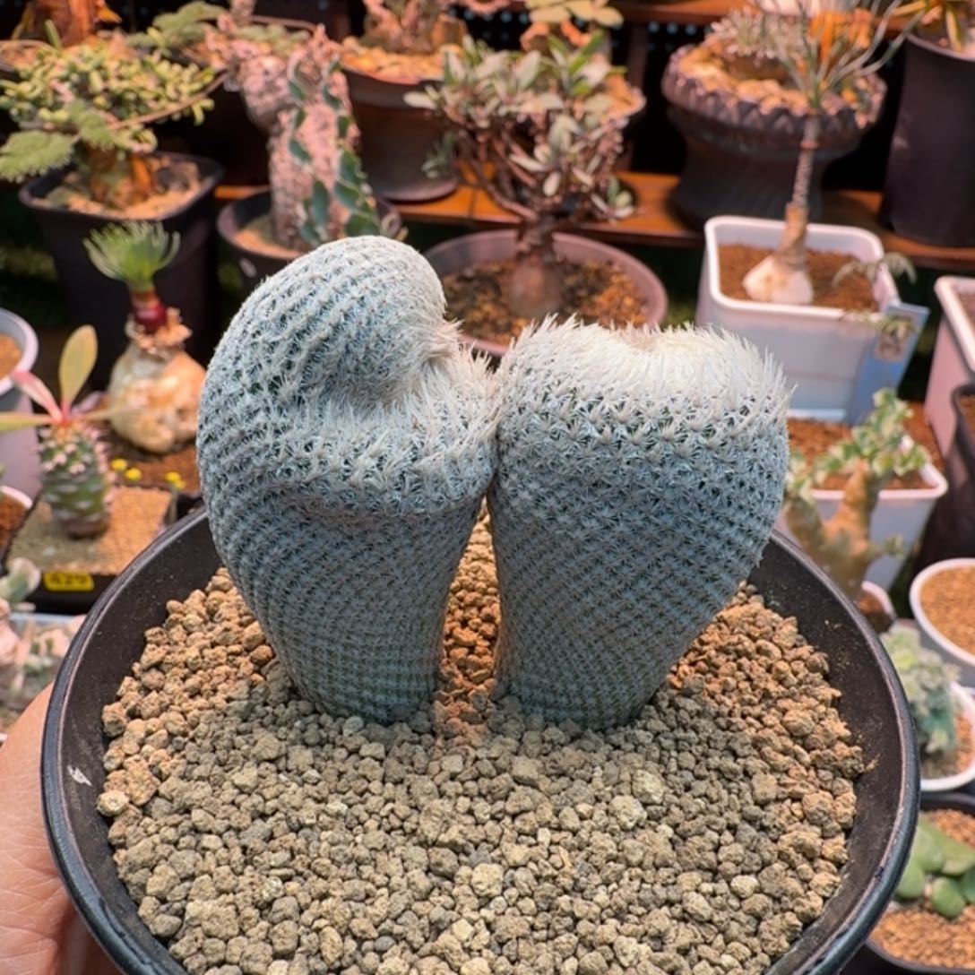 小人帽566 仙人掌