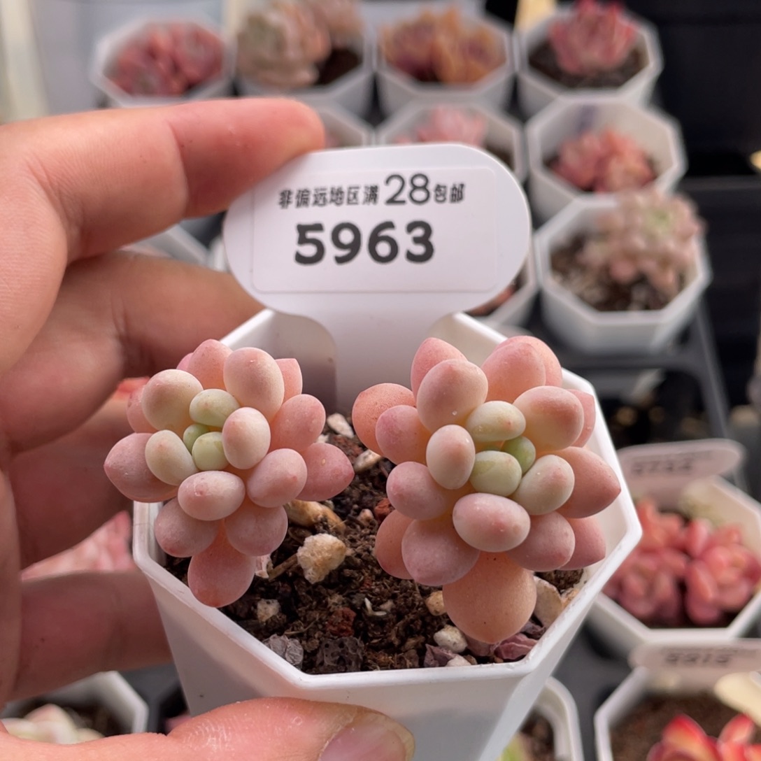 洛可可5963-6.5厘米