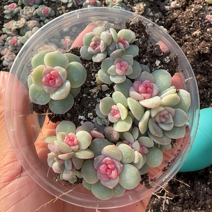 30 号绝绝子多肉一盘