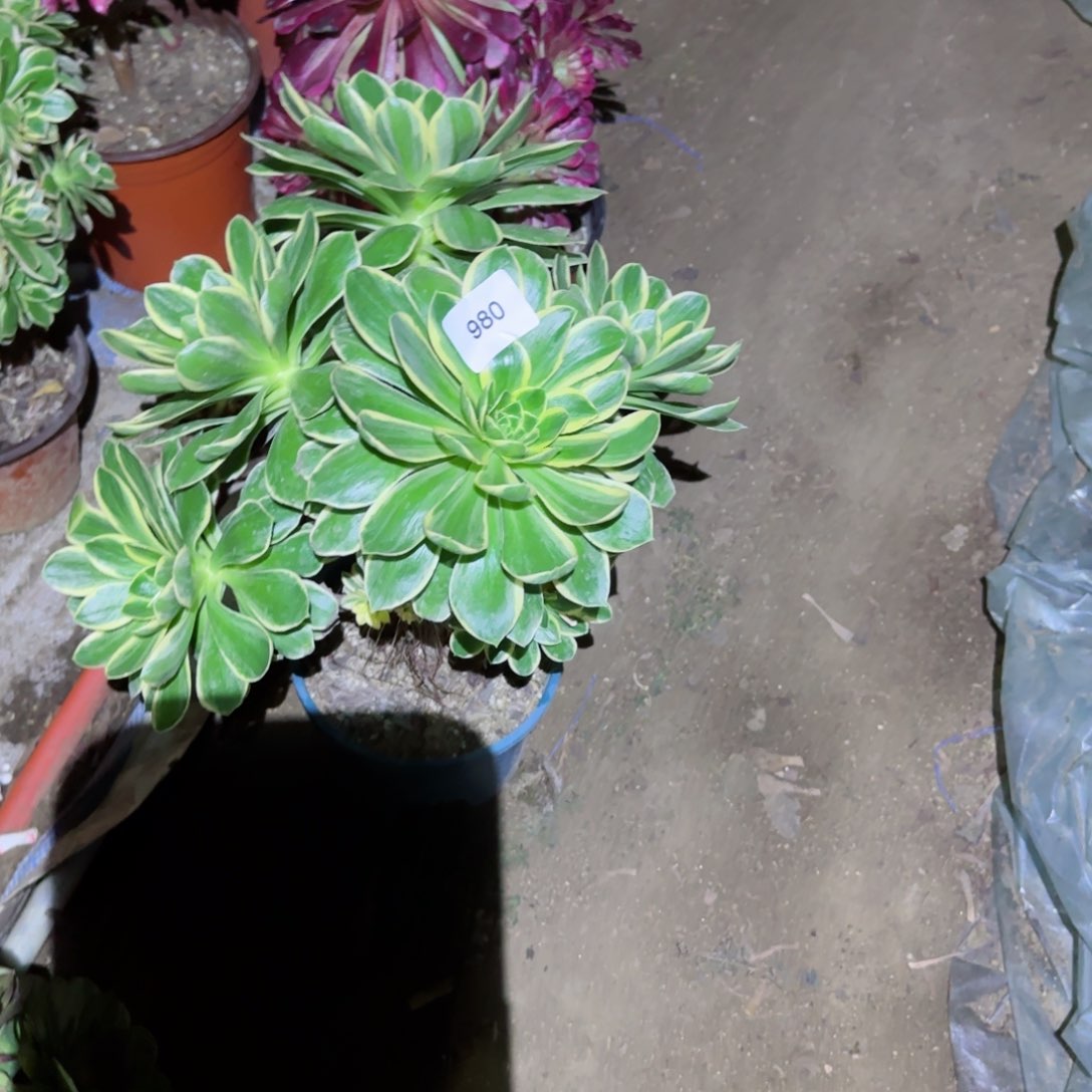 大叶玫瑰法师多肉980