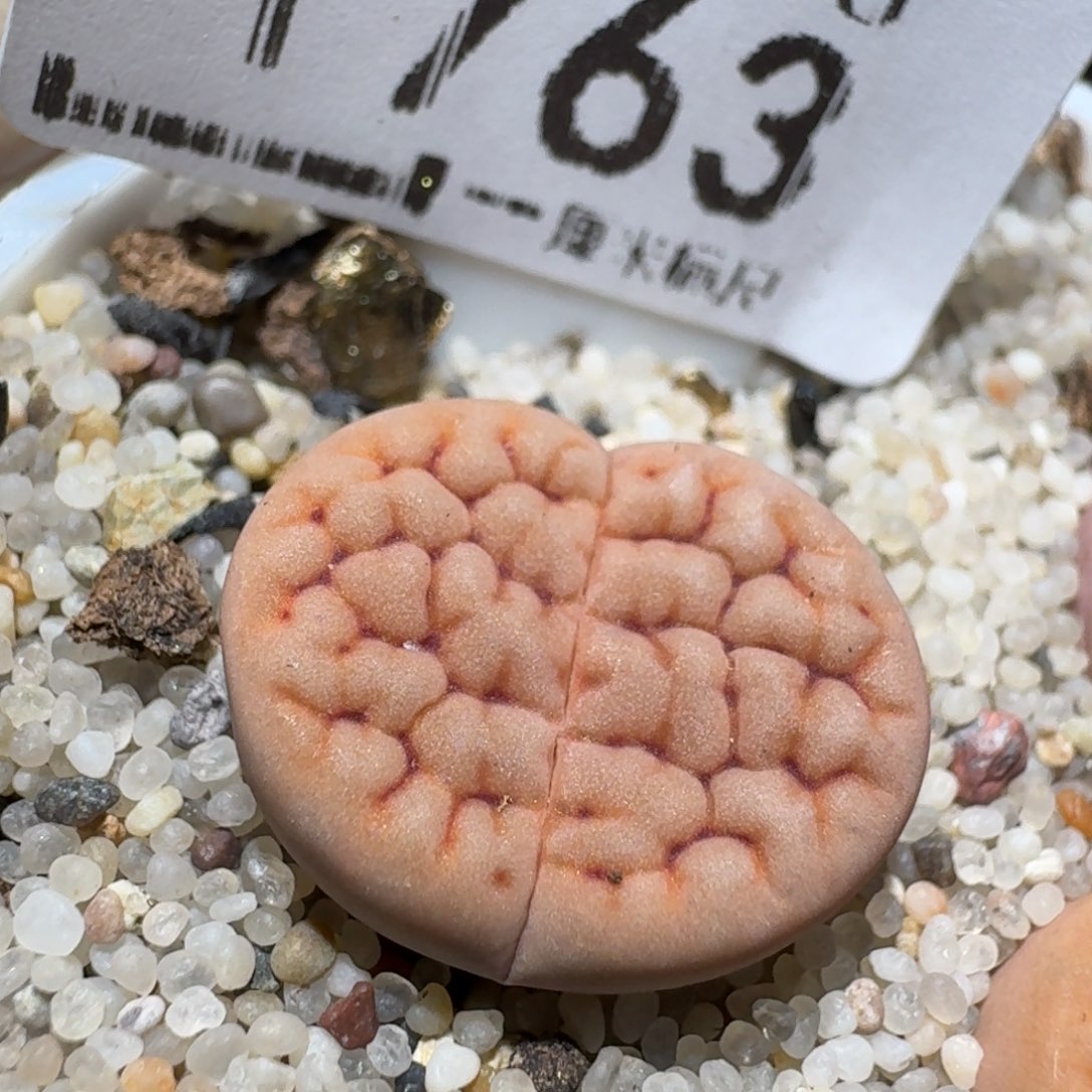 zzz好货也福利1763