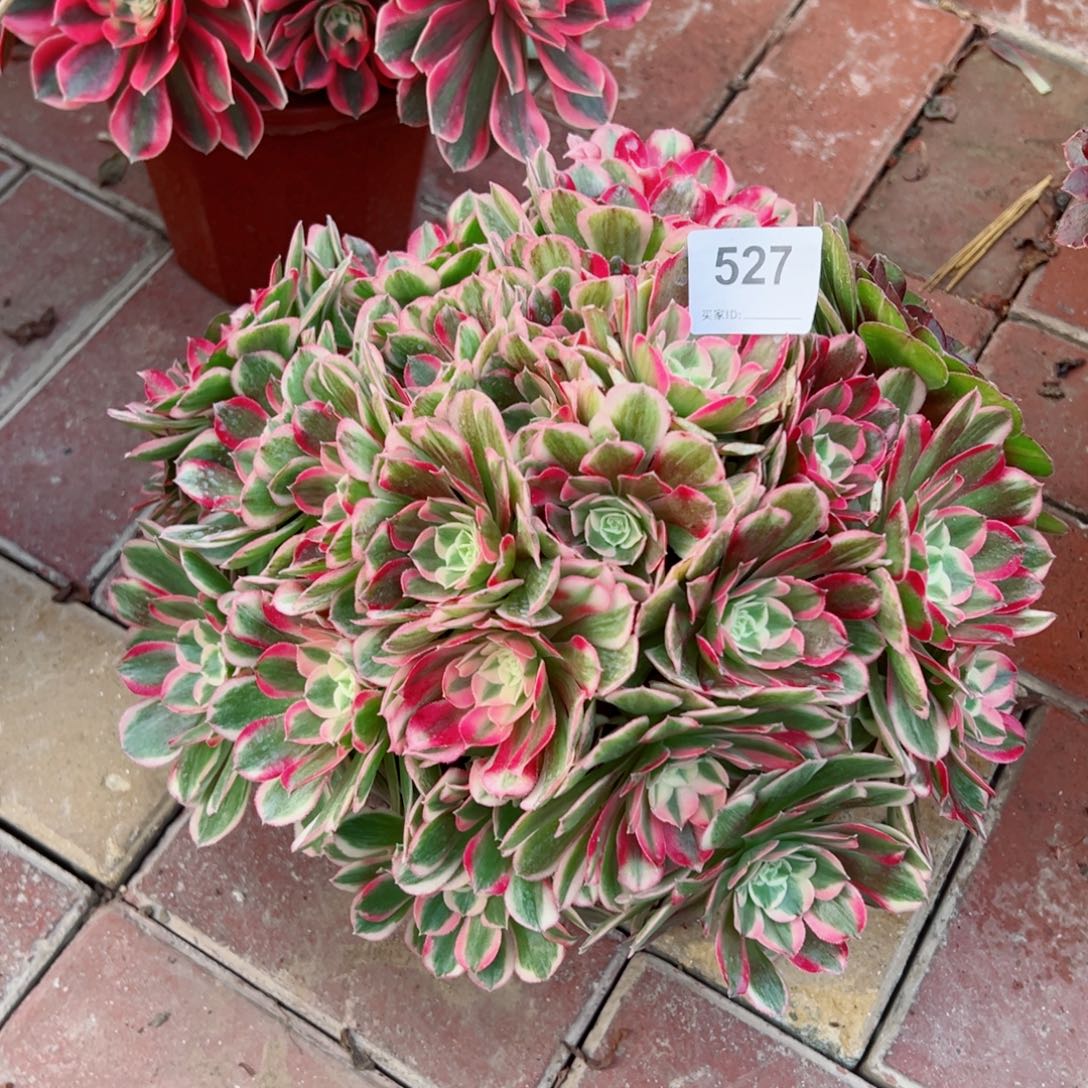 527孔雀翎法师多肉