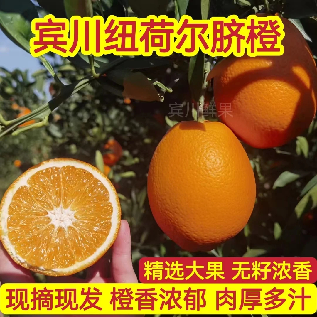 云南高原纽荷尔脐橙赣南脐橙秭归脐橙雷波脐橙无籽薄皮鲜甜脐橙
