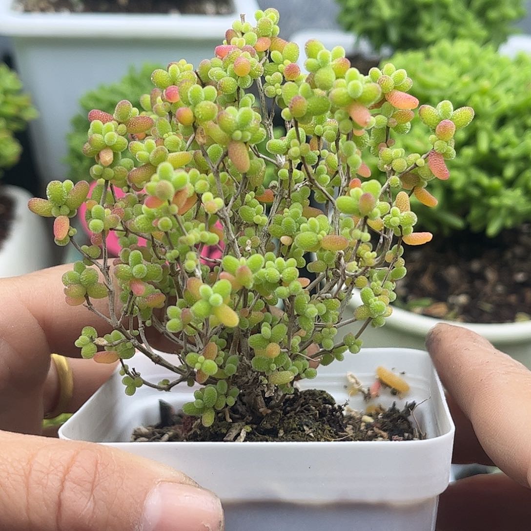 40蜜桔糖球优选枝干番杏