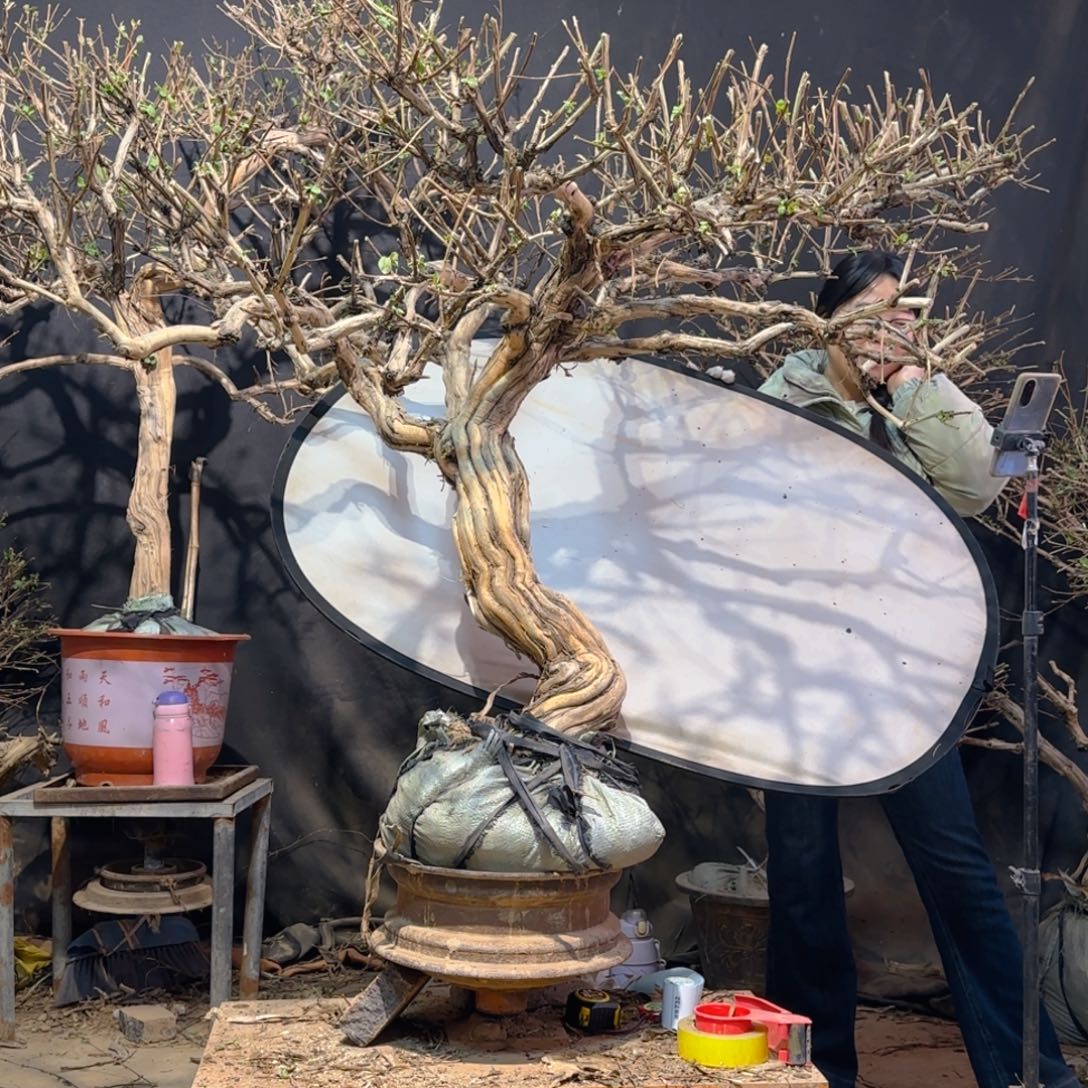 有***金银花金银花金银花金