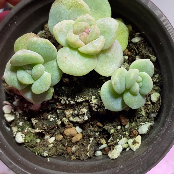 全部花苞冰玉石化锦老桩