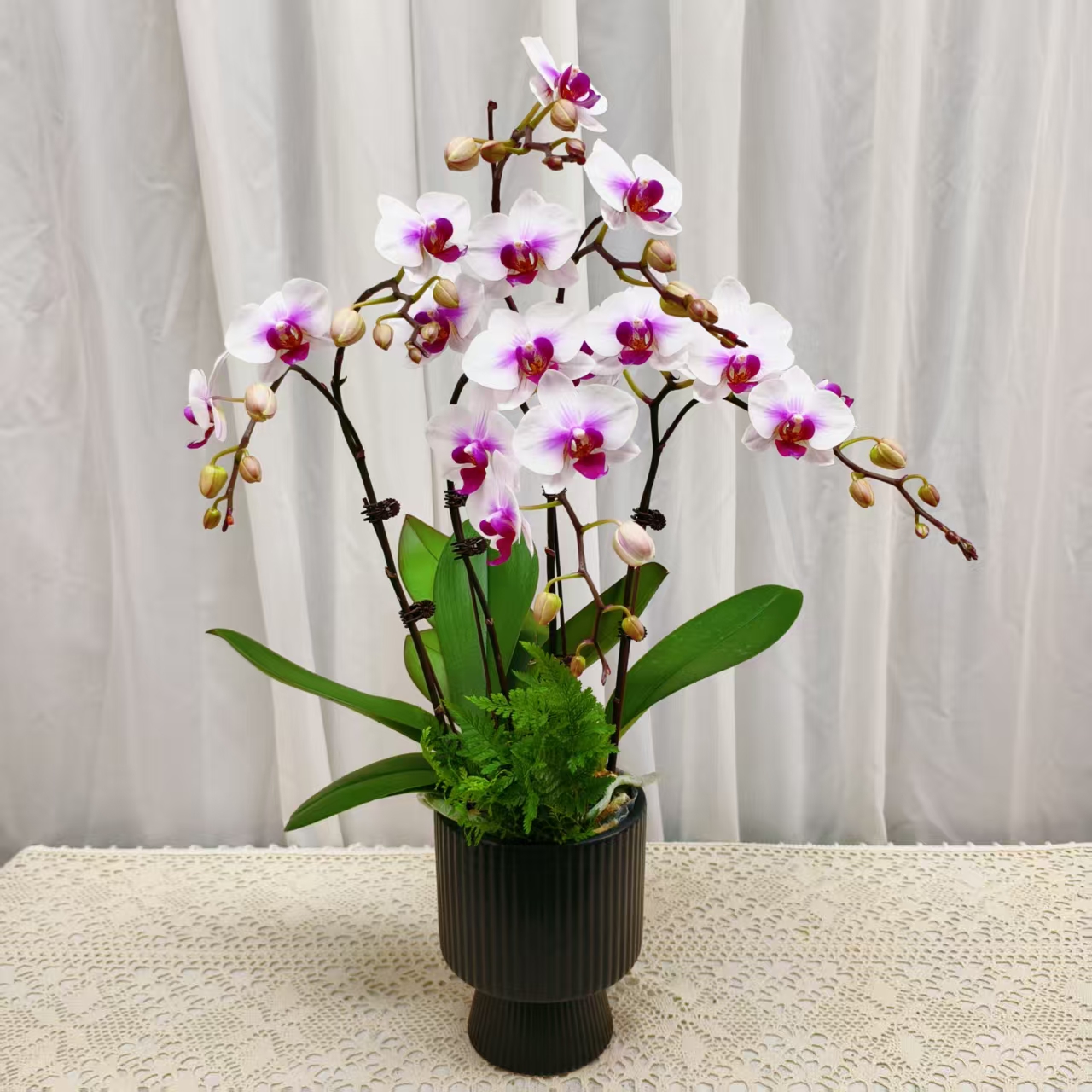 国华优选【小婚纱】蝴蝶兰绿植花卉艺术高级盆栽植株很好养