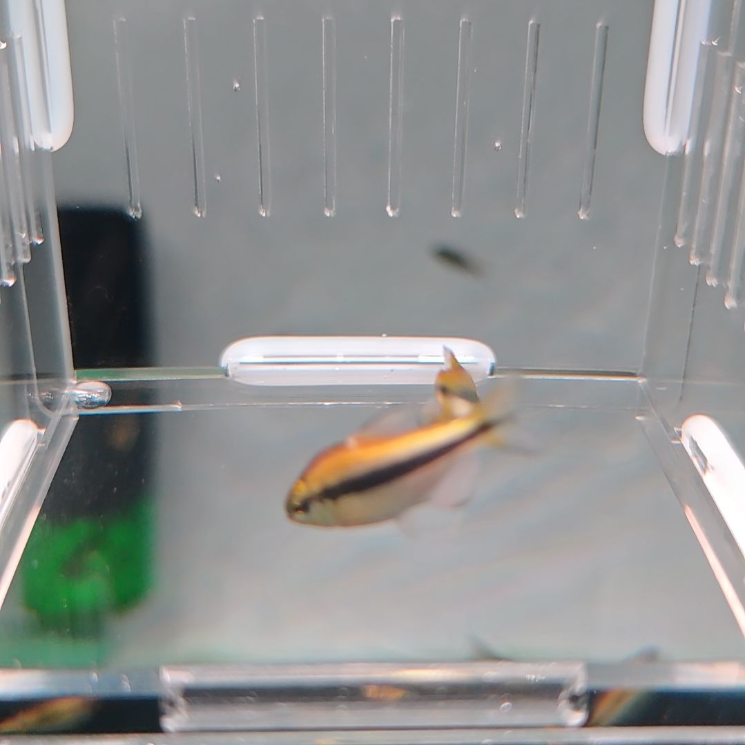 灯科鱼白金柠檬蓝帝2条