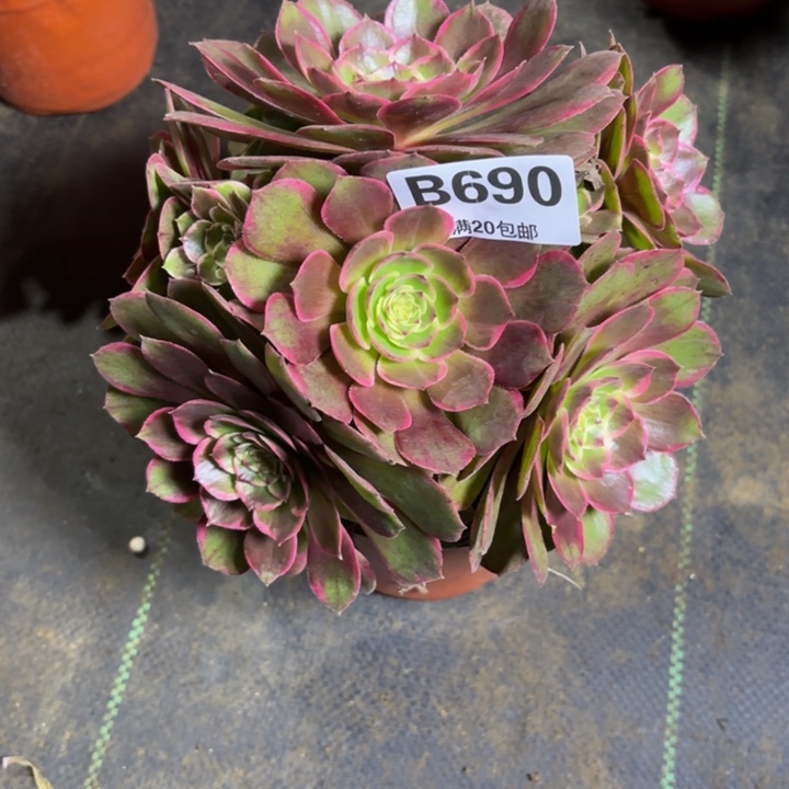 瑞妈，，。。。690花妖，，，，